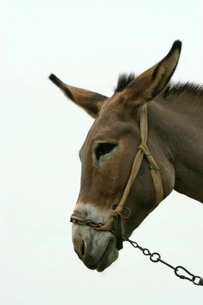 Donkey in the fields — Stock Photo, Image