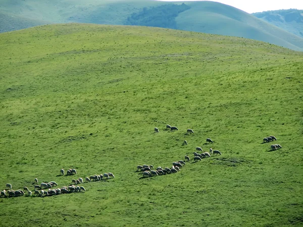 Grassland scenery — Stock Photo, Image