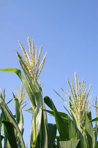 Inflorescencia del maíz de los cultivos alimenticios — Foto de Stock