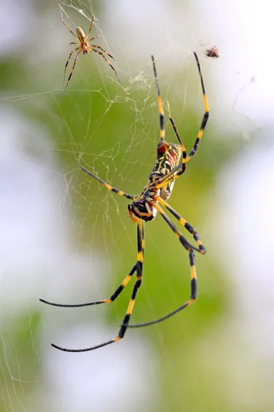 Una araña —  Fotos de Stock