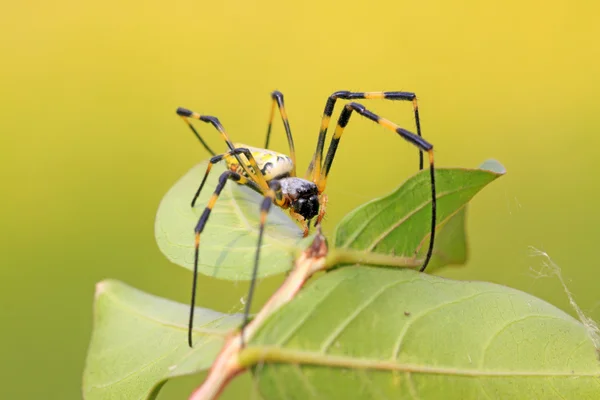 Una araña —  Fotos de Stock