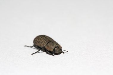 coleoptera böcekler bir tür