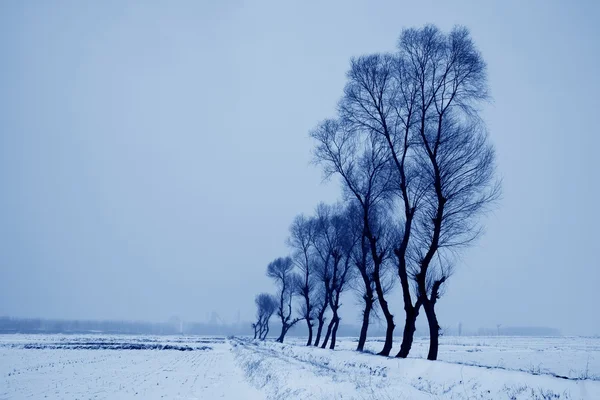 Árboles en la nieve en la naturaleza —  Fotos de Stock