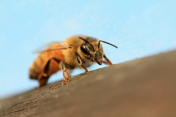 Primo piano delle api — Foto Stock