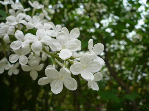 정 향나무 꽃 봉 오리 — 스톡 사진