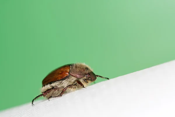 Cockchafer — Stok fotoğraf