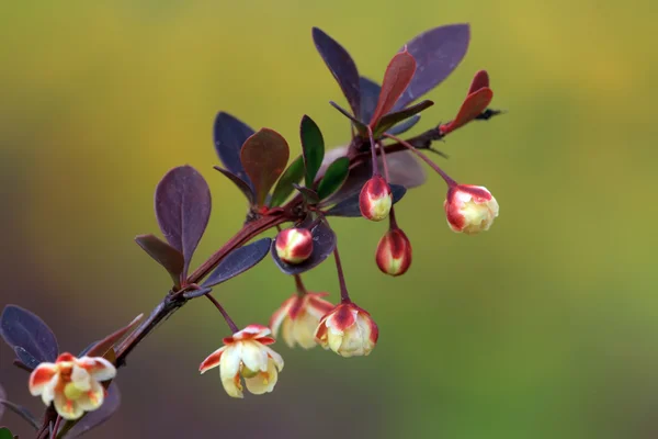 Tuinieren kwekerij voorraad bloemen in een park — Stockfoto