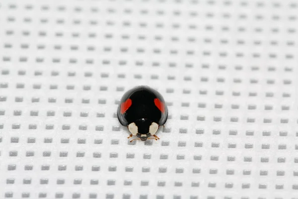 Lady beetles on the white background — Stockfoto