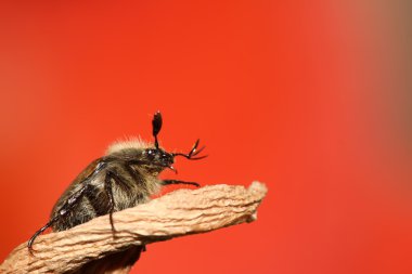 Cockchafer