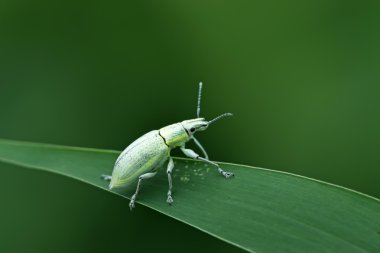 Yeşil weevil