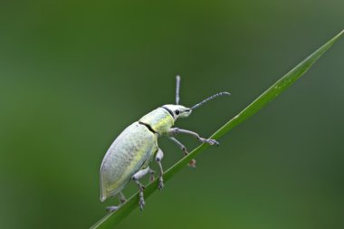 Yeşil weevil