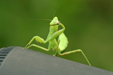 closeup Mantis