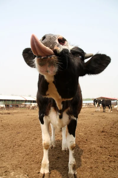Holstein-Kühe auf einem Bauernhof in China — Stockfoto