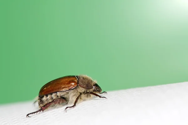 Cockchafer — Stok fotoğraf