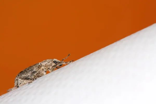 Closeup of weevil in a color background — Stock Photo, Image