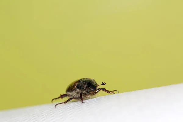 Cockchafer — Photo