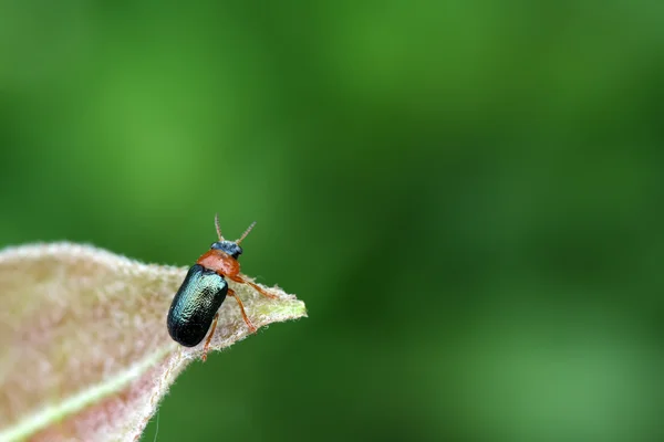 Un escarabajo de la hoja tiene un descanso en la hoja —  Fotos de Stock
