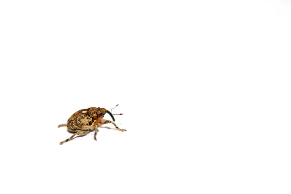 Weevil — Stock Photo, Image