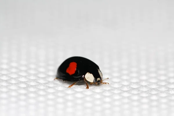 Lady beetles on the white background — 图库照片