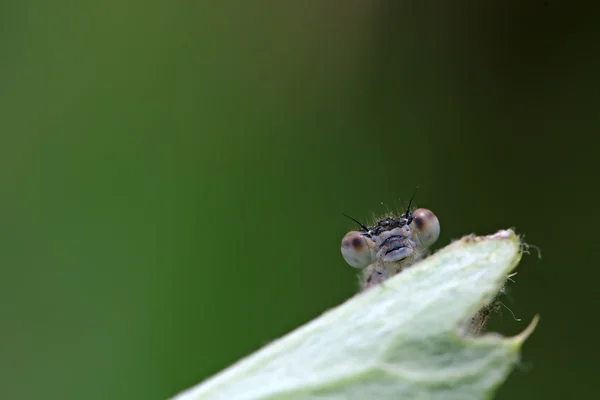 Damselflies — Stockfoto