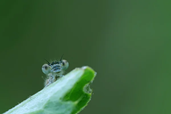 Damselflies — стокове фото