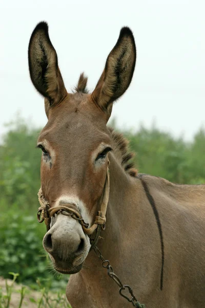 Esel auf den Feldern — Stockfoto