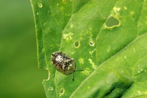 Cassida nebulosa — Zdjęcie stockowe