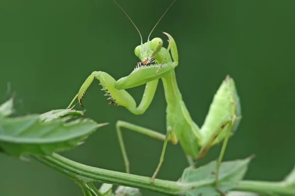 Primo piano della mantide — Foto Stock