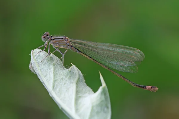 Damselflies — Stockfoto