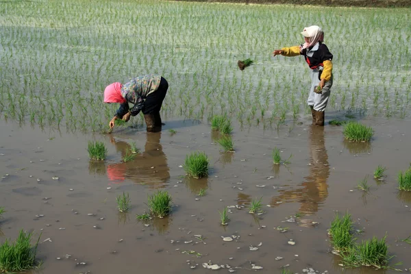 Transplantation de plantules de riz en Chine rurale — Photo