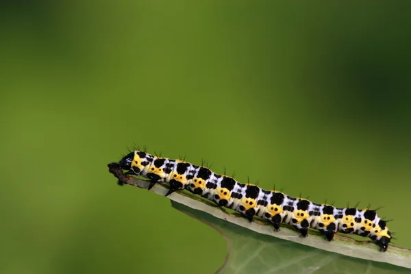 Larva de borboleta - lagarta — Fotografia de Stock