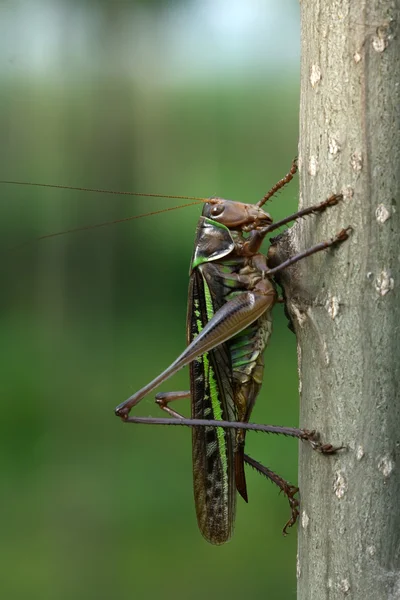Hmyz — Stock fotografie