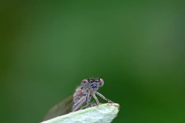 Damselflies — Stock fotografie