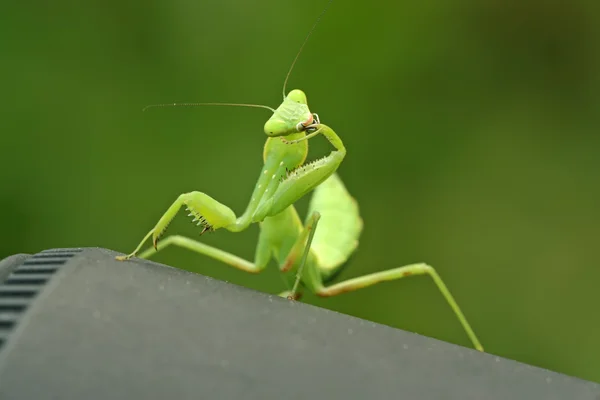 Closeup της mantis — Φωτογραφία Αρχείου