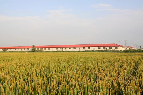 Pemandangan beras — Stok Foto