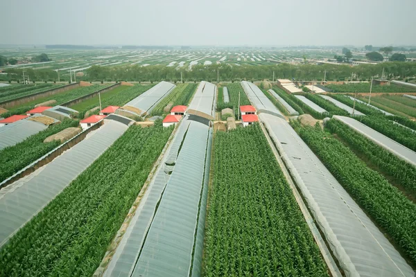 Zelená rajčata — Stock fotografie