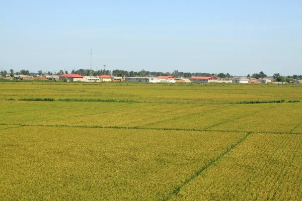 Рисовые пейзажи — стоковое фото