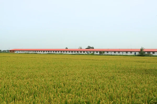 Paesaggio di riso — Foto Stock