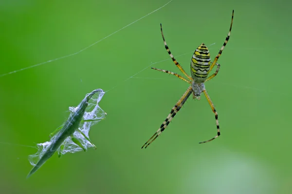 Pavouk chytání locust — Stock fotografie