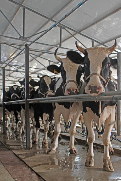 Vacas lecheras en la sala de ordeño —  Fotos de Stock