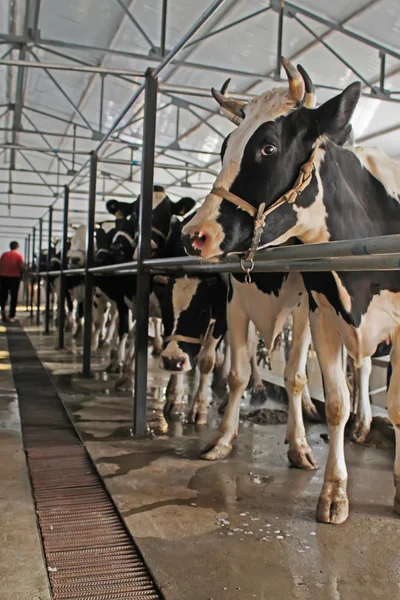 Dairy cows in the milking parlor — Stock Photo, Image