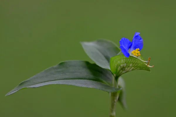 Eend voet gras — Stockfoto