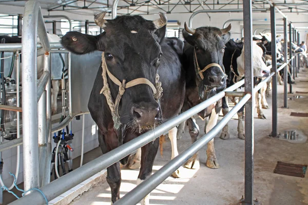 Vacas lecheras en la sala de ordeño —  Fotos de Stock