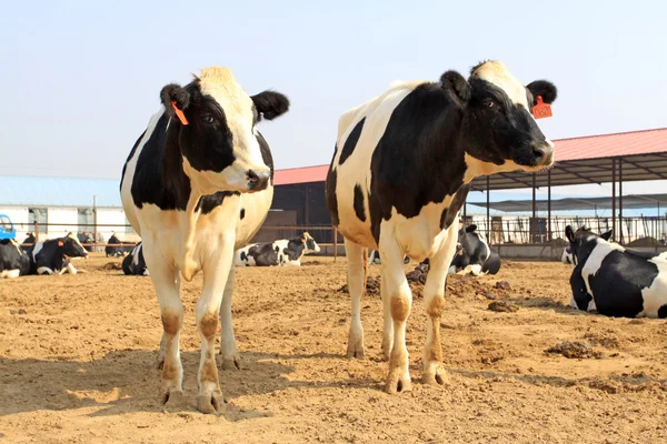 Krávy na farmě — Stock fotografie