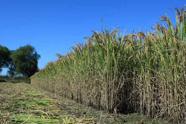 Rijst landschap — Stockfoto