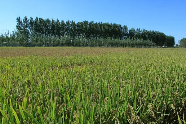 米の風景 — ストック写真