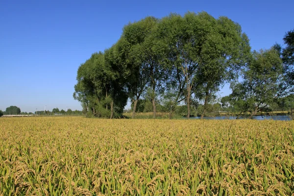 Cenário de arroz — Fotografia de Stock