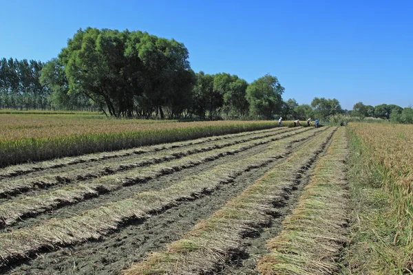 Cenário de arroz — Fotografia de Stock