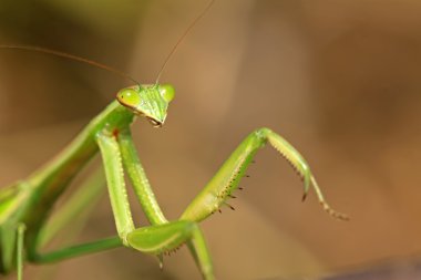 closeup Mantis