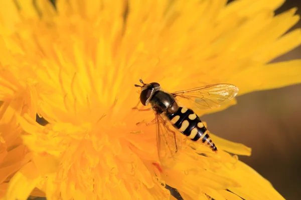 노란색 꽃 syrphidae — 스톡 사진